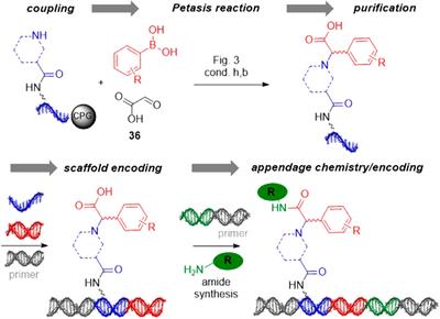 Investigations Into Chemically Stabilized Four-Letter DNA for DNA-Encoded Chemistry